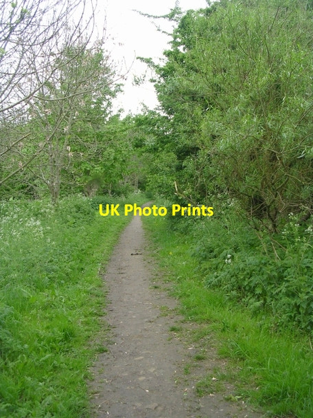 Photo 6"x4" Woodland path along side of River Wharfe Otley\/SE2045 c2009