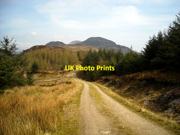 Photo 6"x4" Forest Track Near Corran Lochan Carrick Castle c2009