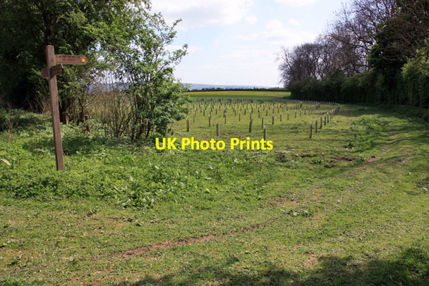 Photo 6"x4" A new plantation beside Huttons Bank Wood Crambeck c2009