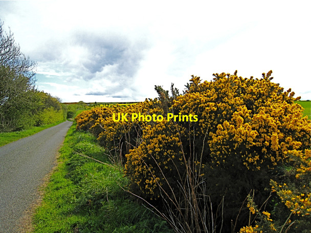 Photo 6"x4" Newburgh: Gorse along Knockhall Road Newburgh\/NJ9925 c2009
