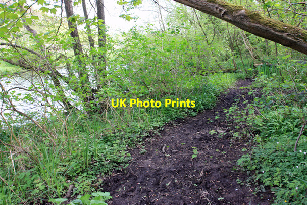 Photo 6"x4" The Centenary Way Firby\/SE7466 c2009