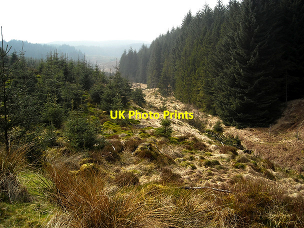 Photo 6"x4" Loch Ard Forest Beside Kelty Water Lime Hill c2009