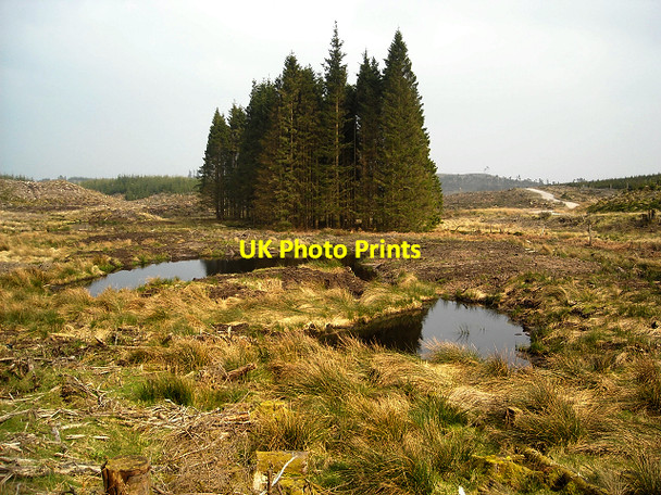 Photo 6"x4" Unfelled Trees in Loch Ard Forest Lime Hill c2009