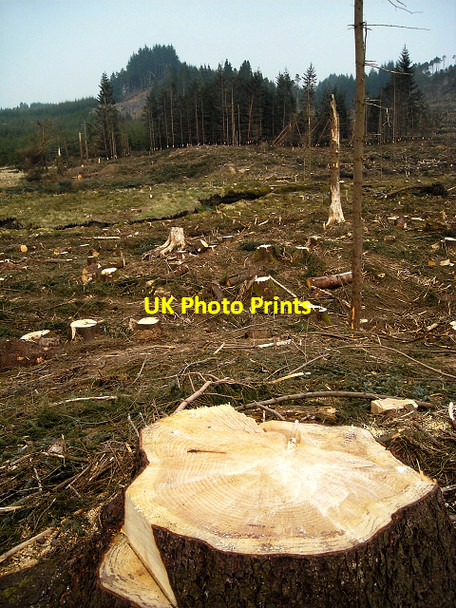 Photo 6"x4" Felled Section of Loch Ard Forest Lime Hill c2009 P1