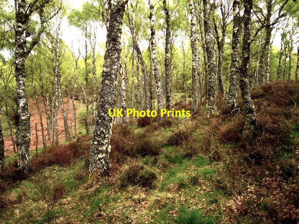 Photo 6"x4" Loch Kinord: on top of an esker Ordie\/NJ4501 c2009