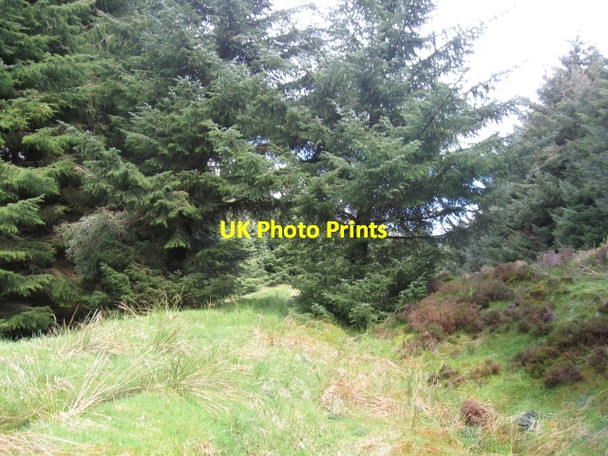 Photo 6"x4" View into slight path through forestry beyond Forestry track Laggan\/NN2996 c2009