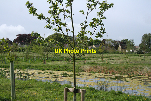 Photo 6"x4" Sulgrave: new plantation Sulgrave\/SP5545 c2009