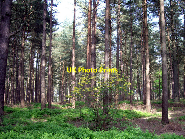 Photo 6"x4" An unusual rhododendron in the Hurtwood Hoe\/TQ0945 c2009