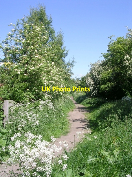 Photo 6"x4" Viaduct Walk - Wetherby Road Tadcaster c2009