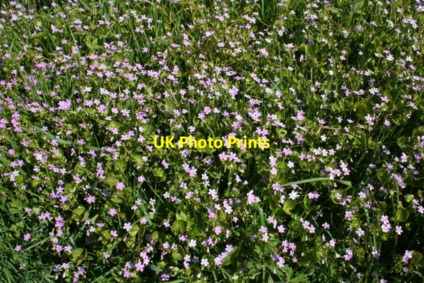 Photo 6"x4" Pink Purslane (Claytonia sibirica) Kinnadie c2009