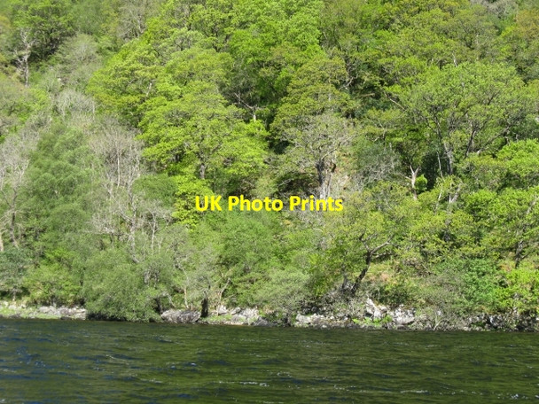Photo 6"x4" Shoreline & Gaskan Wood Scamodale c2009