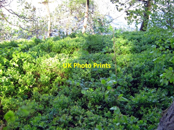 Photo 6"x4" Blaeberry Bank Kippford\/Scaur c2009