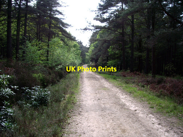 Photo 6"x4" Track through the Hurtwood Peaslake c2009