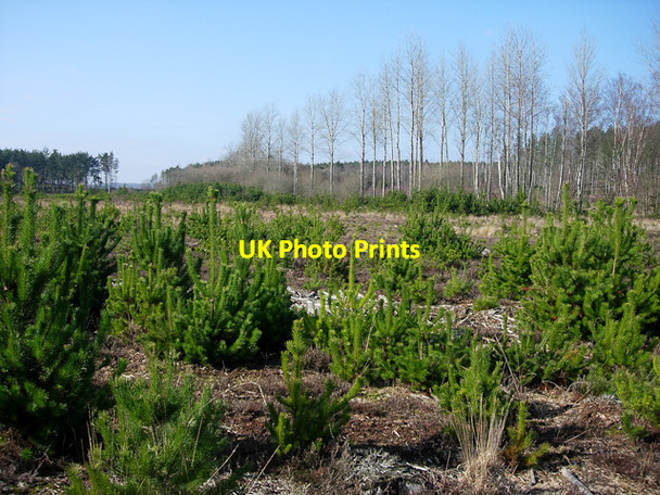 Photo 6"x4" Ipley Inclosure Applemore c2009