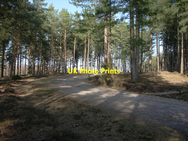 Photo 6"x4" Path through Longdown Inclosure Ashurst\/SU3310 c2009
