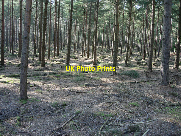 Photo 6"x4" Longdown Inclosure Ashurst\/SU3310 c2009