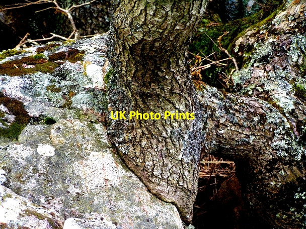 Photo 6"x4" Oak and Stone Kippford\/Scaur c2009 P1