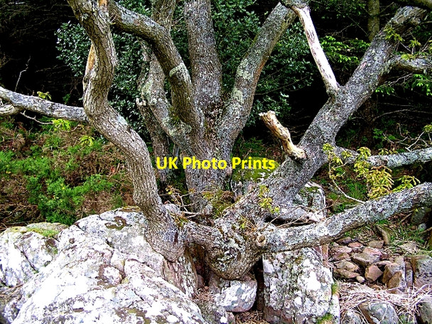 Photo 6"x4" Down but Far From Dead Kippford\/Scaur c2009