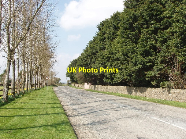 Photo 6"x4" Tree-lined road, Taghmon Taghmon c2009