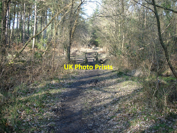 Photo 6"x4" Path in Deerleap Inclosure Ashurst\/SU3310 c2009