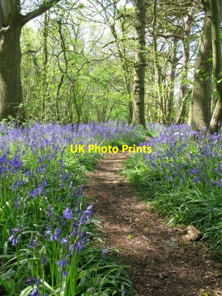 Photo 6"x4" Track through Nine Acre Wood Betteshanger c2009