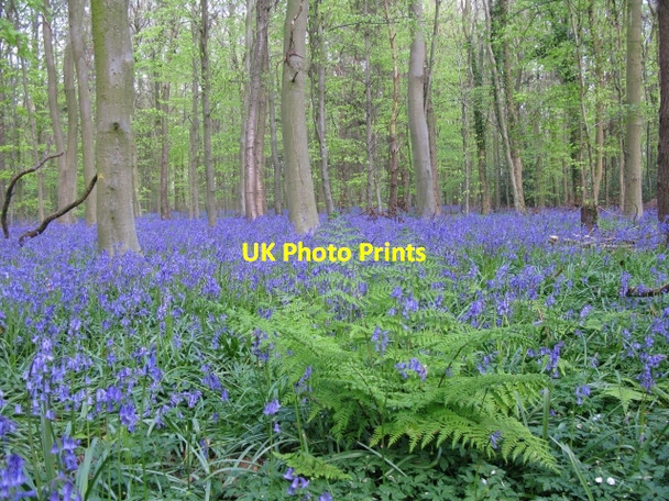 Photo 6"x4" Bluebells in Nine Acre Wood Studdal c2009