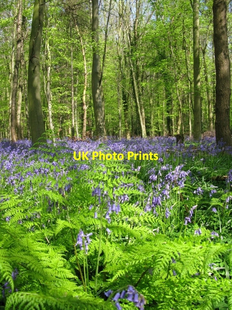 Photo 6"x4" Spring colours, Nine Acre Wood Studdal c2009