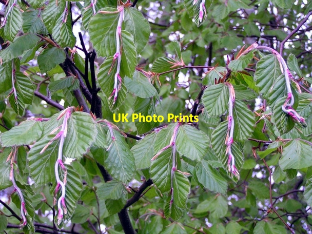 Photo 6"x4" Like a Plague of Droopy Worms Palnackie c2009