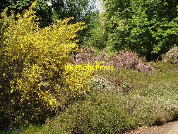 Photo 6"x4" Broom and heather in Isabella plantation, Richmond Park Kingston Upon Thames c2009