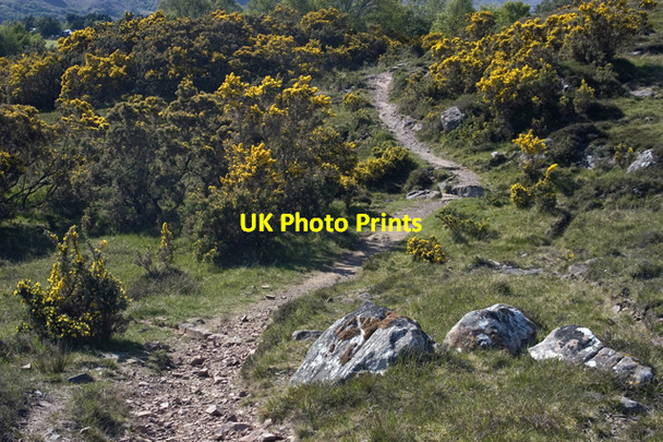 Photo 6"x4" Path through the gorse Londubh c2009