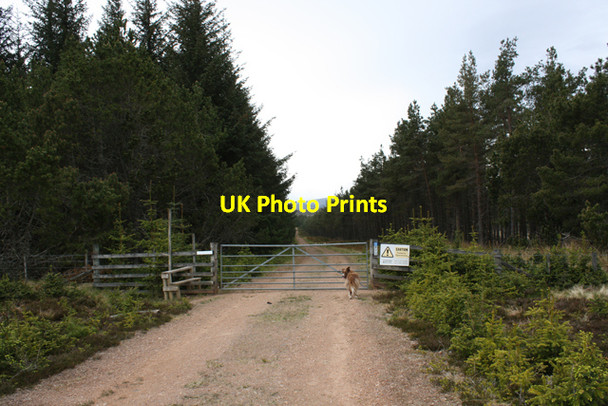Photo 6"x4" Northern entrance to plantation Tomintoul\/NJ1618 c2009