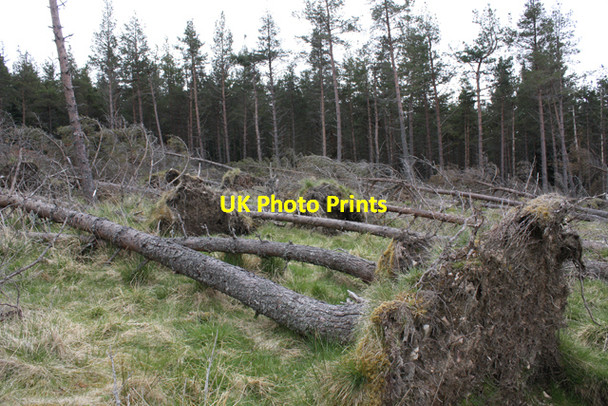 Photo 6"x4" Wind blown trees in Glenmulliach plantation Tomintoul\/NJ1618 c2009