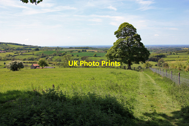 Photo 6"x4" Ray Dale and the sycamore by the gate Painsthorpe c2009