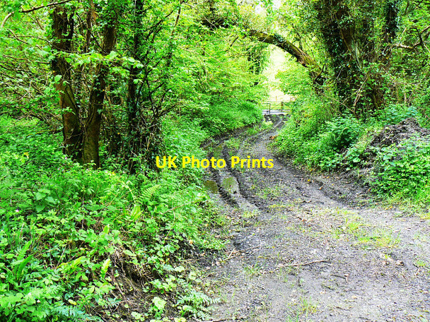 Photo 6"x4" Landsker Borderlands Trail, Coed Howell Cwmfelin Boeth c2009