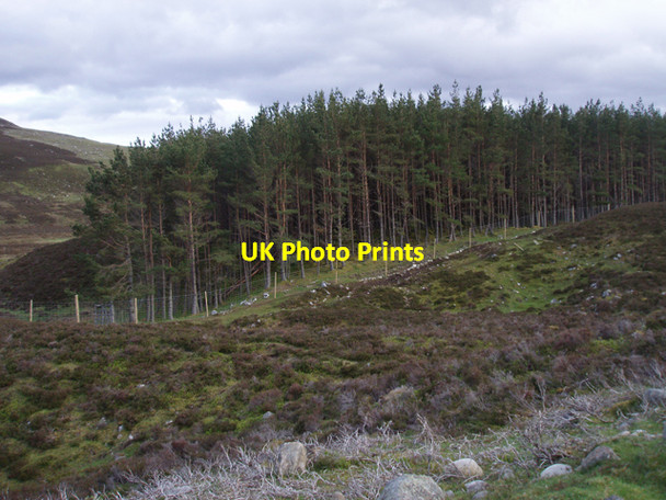 Photo 6"x4" Plantation SW of Loch Gynack Kingussie c2009