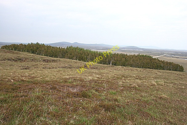 Photo 6"x4" Forest on Beinn Langais Loch Euphort c2009