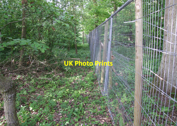Photo 6"x4" Edge of the wood Broad Street\/TQ8356 c2009 P2