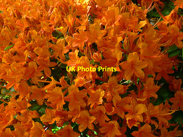 Photo 6"x4" Azalea in flower, Branklyn Garden Perth\/NO1123 c2009