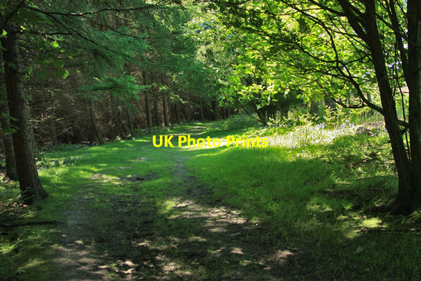 Photo 6"x4" Track through Riccal Dale Carlton\/SE6086 c2009