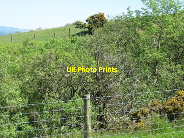 Photo 6"x4" Trees & shrubs in gully of stream running down to left to Crug Glas farm Neuadd\/SN6921 c2009