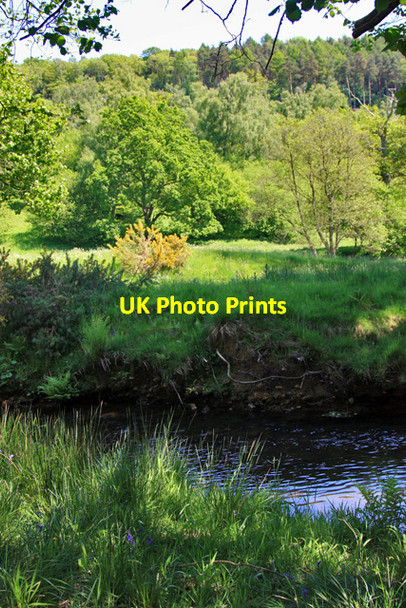 Photo 6"x4" Woodland above the river Riccal Carlton\/SE6086 c2009