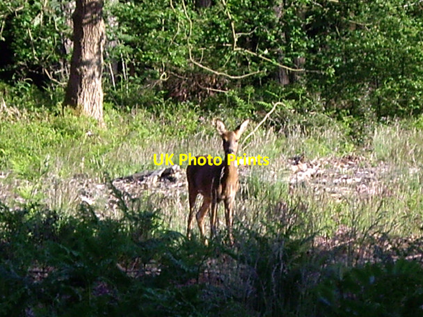 Photo 6"x4" Young deer in the Hurtwood Hoe\/TQ0945 c2009