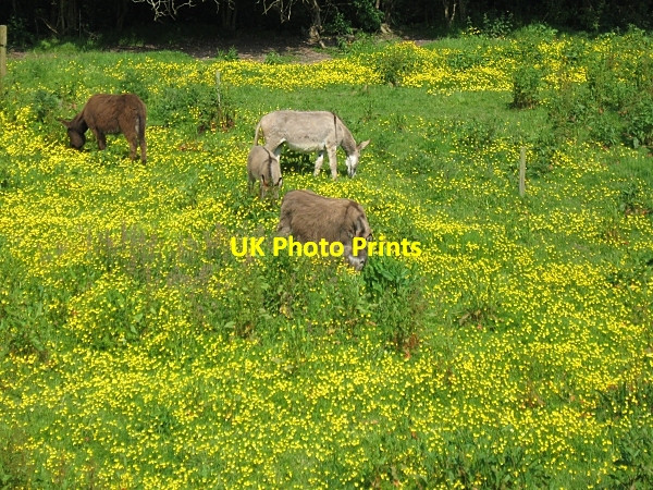 Photo 6"x4" Donkeys and Buttercups Kilworth c2009