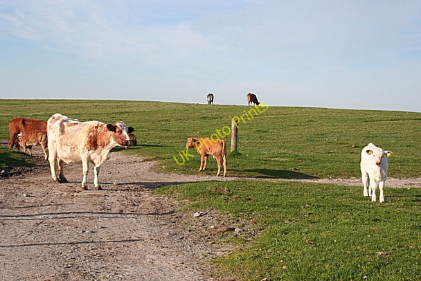 Photo 6"x4" Cattle at Dreumasdal Dreumasdal c2009