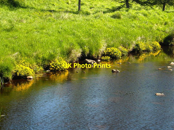 Photo 6"x4" Marsh Marigolds on Banks of Calder Water Caldermill c2009