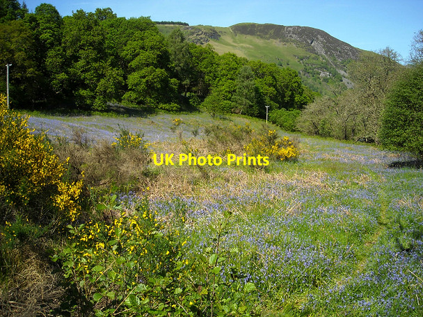 Photo 6"x4" Field of Bluebells Near Duchray Water Milton\/NN5001 c2009