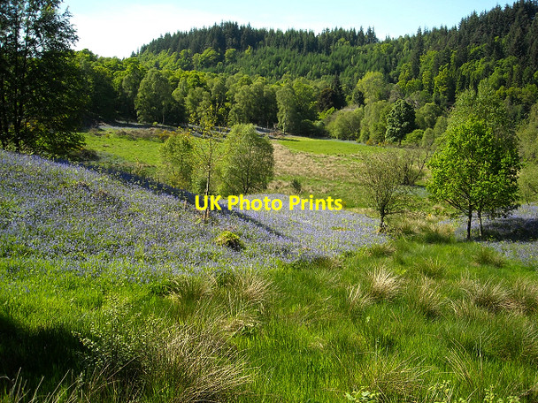 Photo 6"x4" Bluebells in Loch Ard Forest Milton\/NN5001 c2009