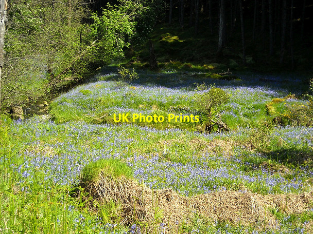 Photo 6"x4" Bluebells Beside Castle Burn in Loch Ard Forest Altskeith c2009
