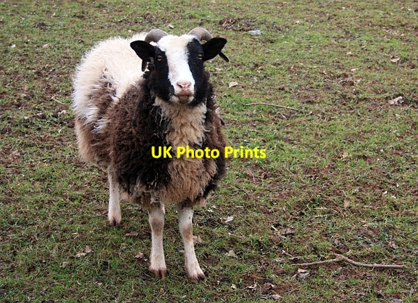 Photo 6"x4" Jacob Sheep, Shortwood Ullingswick c2009