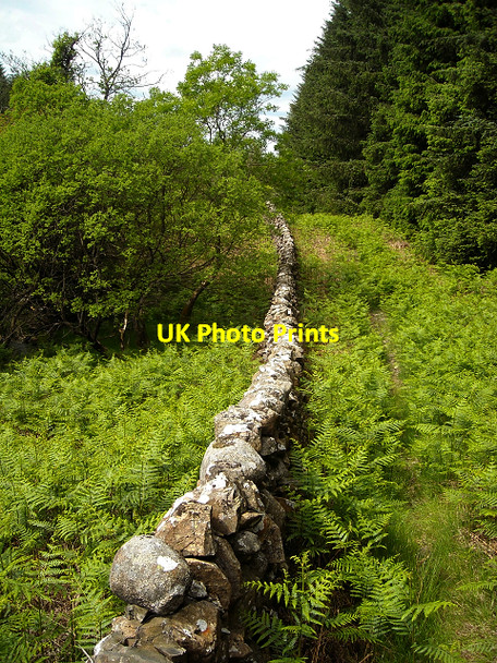 Photo 6"x4" Wall in Glentrool Forest Bargrennan c2009